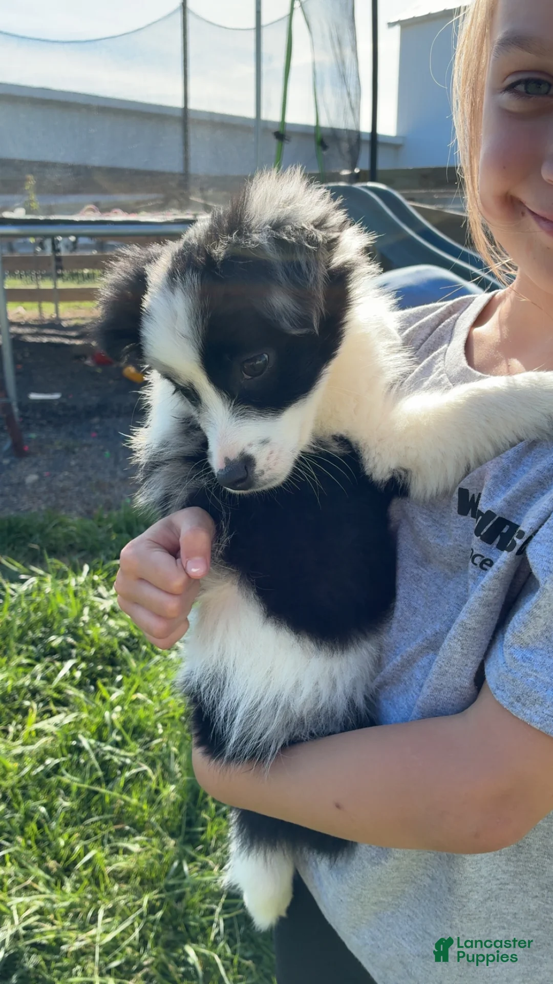 Mixed Breed dogs for sale: Mixed Breed Puppy 4 - Ad 3