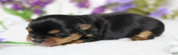 Yorkshire Terrier dogs for sale: Penny  - Ad 10