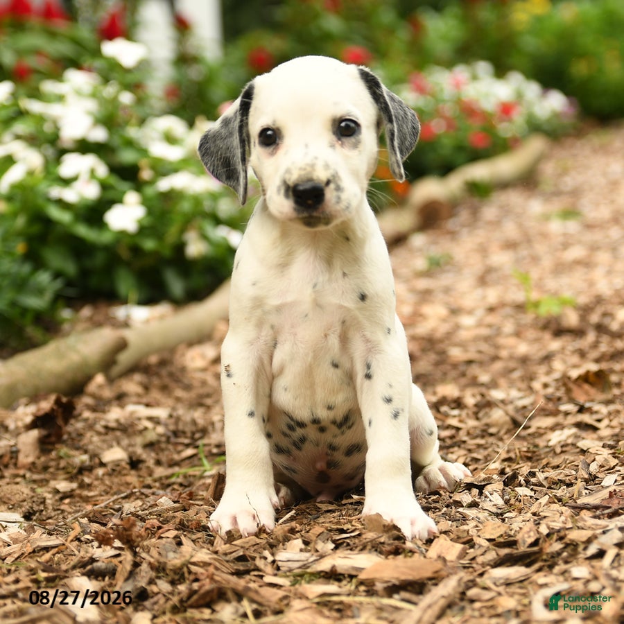 Dalmatian dogs Patches - Ad 2