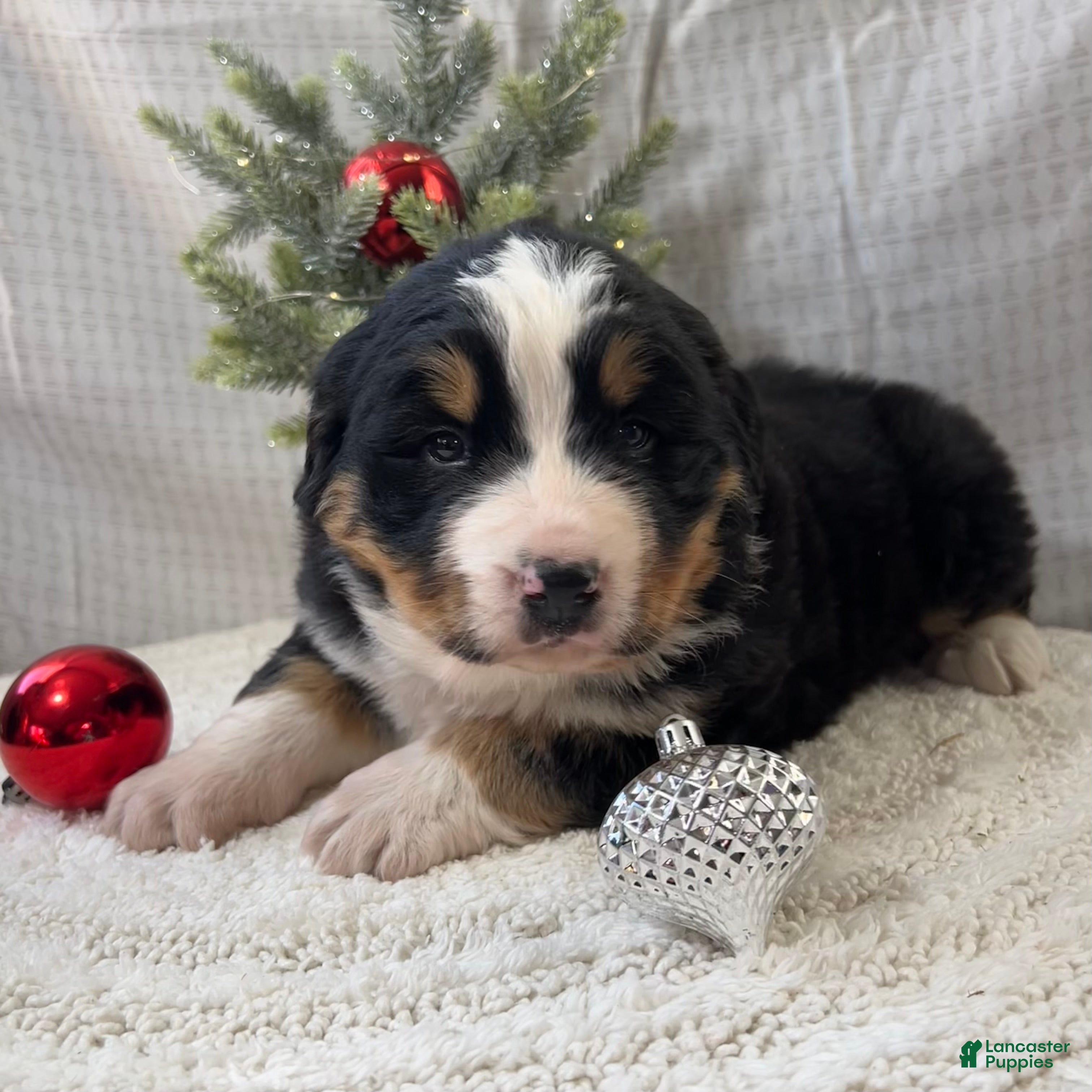 Mixed Breed dogs Jack - Ad 9