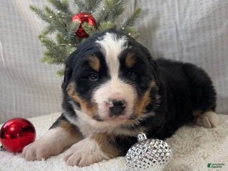 Mixed Breed dogs Jack - Ad 9