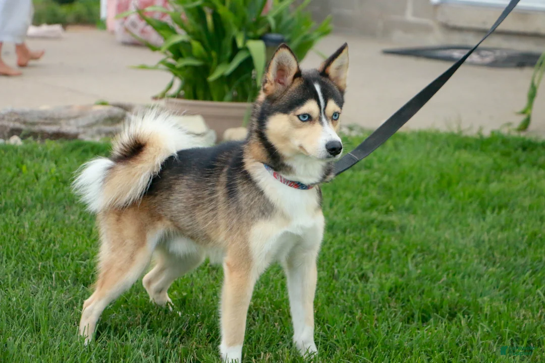 Pomsky dogs for sale: Sebastian - Ad 10