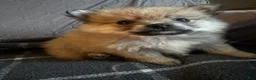 Pomeranian dogs for sale: Clover - Ad 3