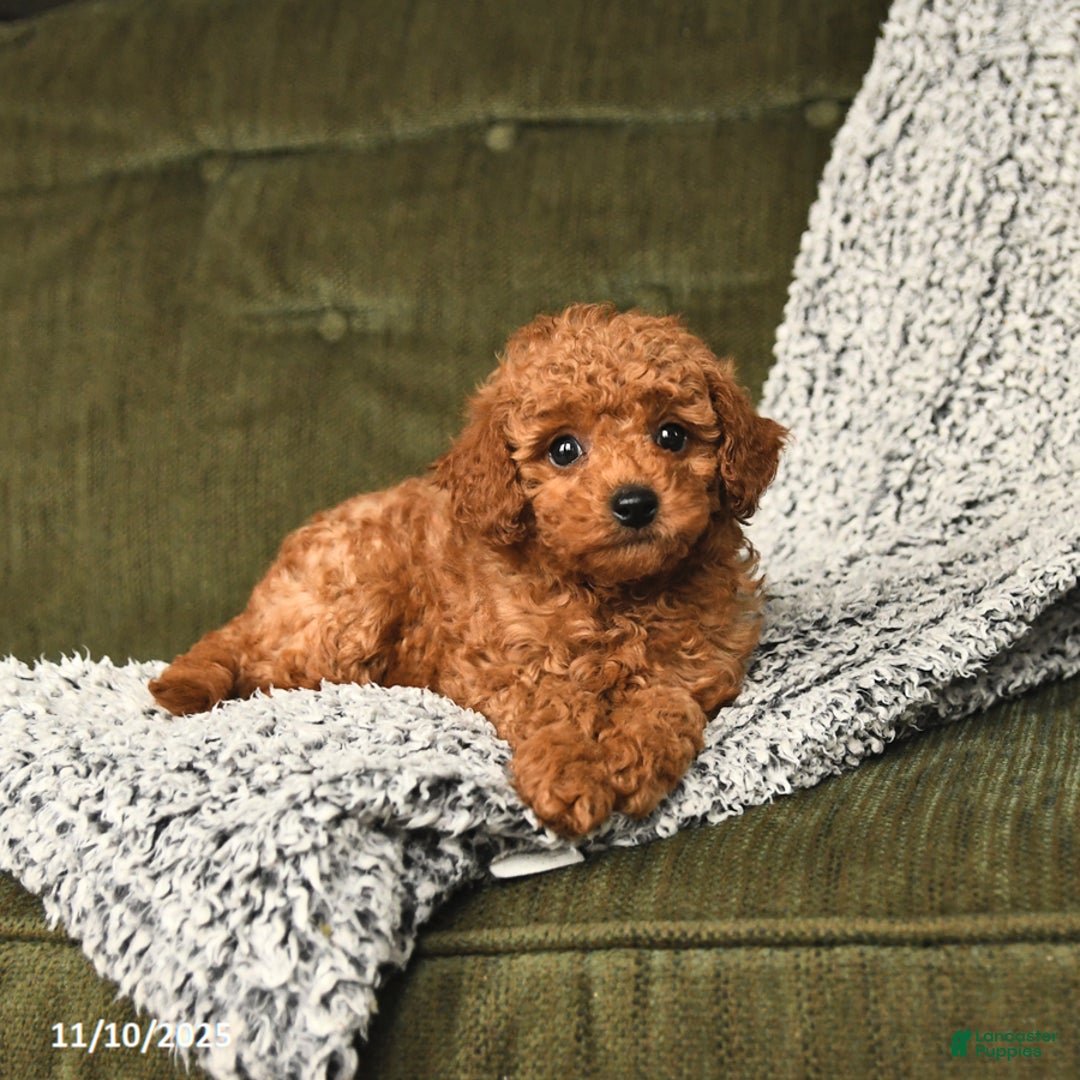 Toy Poodle dogs for sale: Chip - Ad 5