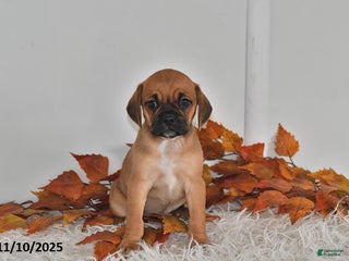 Puggle dogs Belle - Ad 10