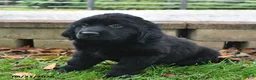 Labrador Retriever dogs for sale: Roxie - Ad 3