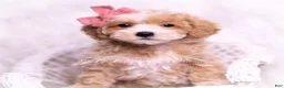 Maltipoo dogs for sale: Lollie - Ad 3