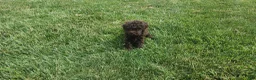 Mini Goldendoodle dogs for sale: Kane - Ad 3