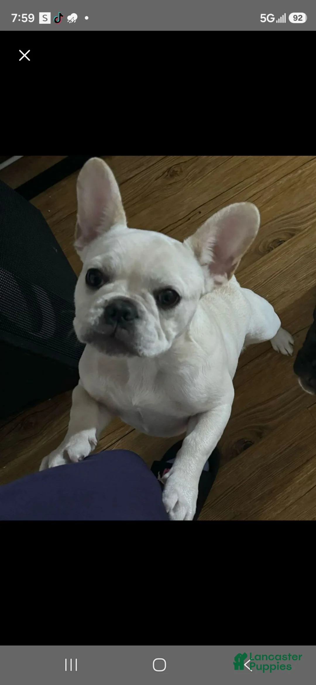 French Bulldog dogs for sale: French Bulldog 1 - Ad 3