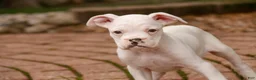 Boxer dogs for sale: Koa - Ad 3