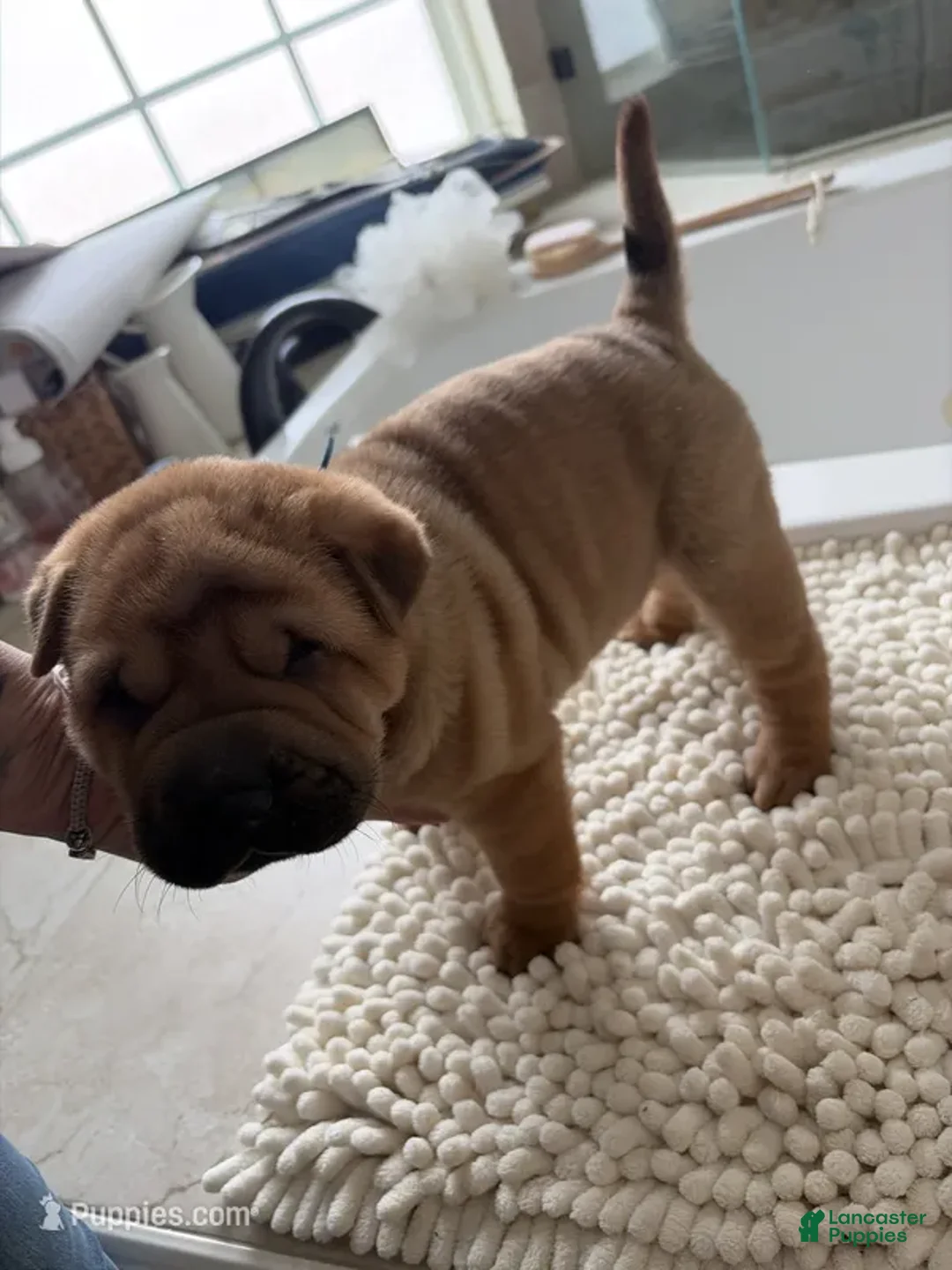 Shar Pei dogs for sale: Shar Pei Puppy 7 - Ad 1