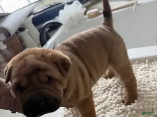 Shar Pei dogs Shar Pei Puppy 7 - Ad 2