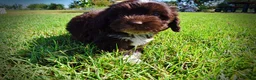 Havapoo dogs for sale: Jackson-LABOR DAY SALE-TAKE $100 OFF!!! - Ad 7