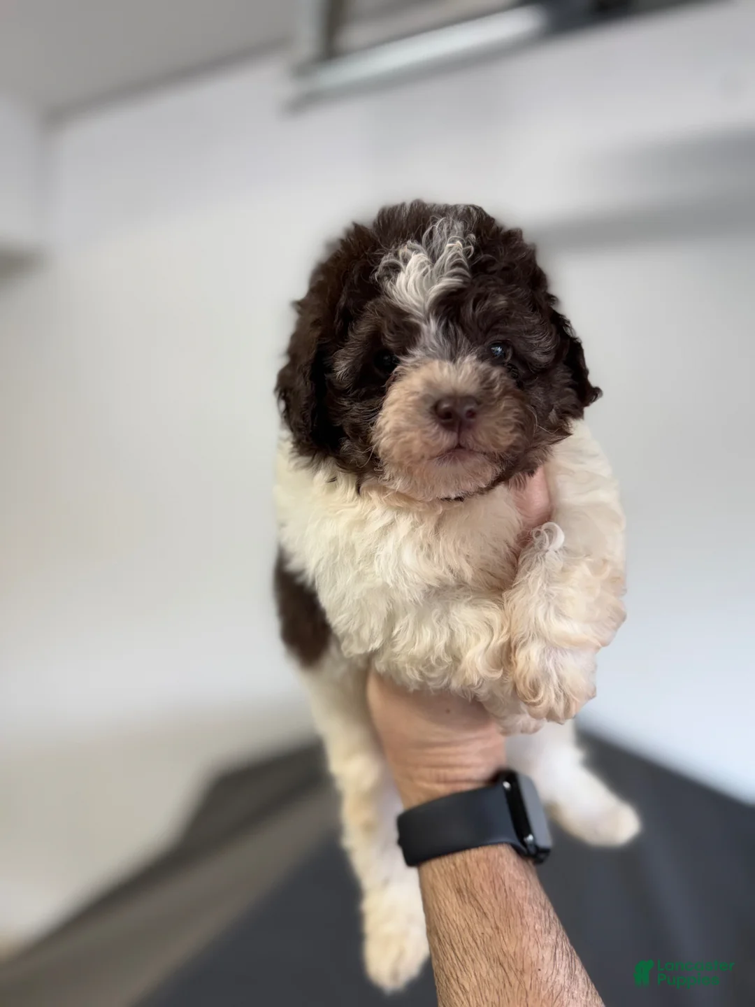 Shihpoo dogs for sale: Nathaniel  - Ad 2