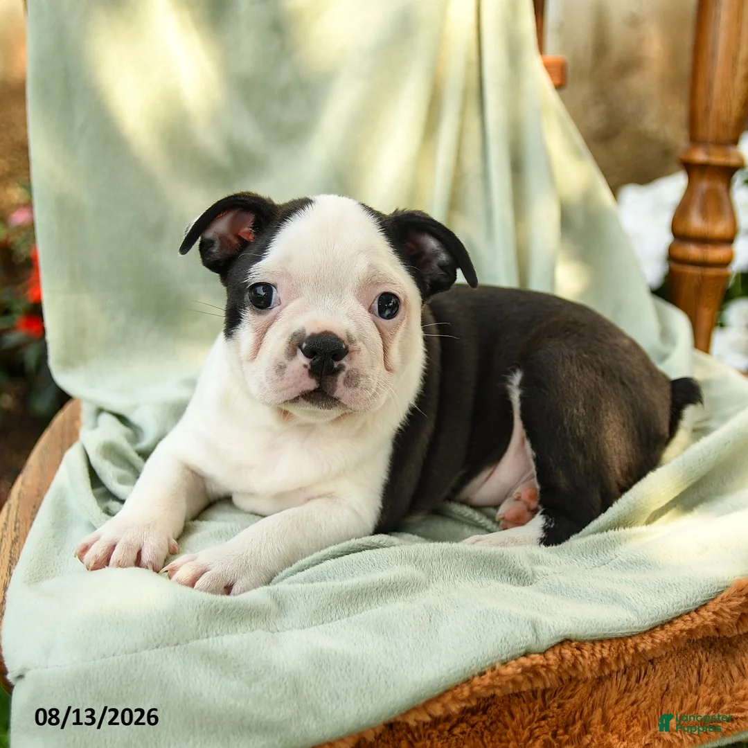 Boston Terrier dogs for sale: Brynn - Ad 2
