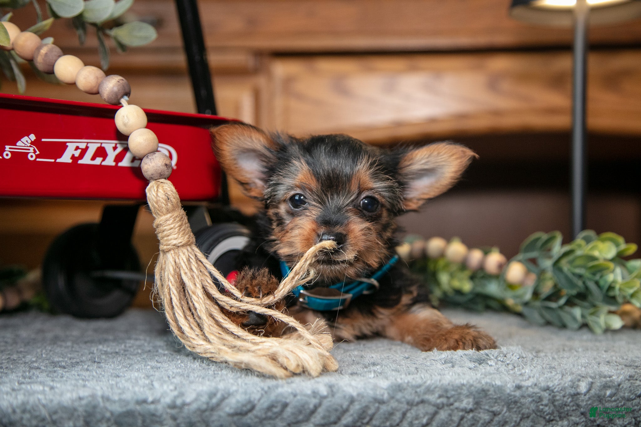 Yorkshire Terrier dogs Jade - Ad 2