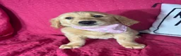 Golden Retriever dogs for sale: Gwen - Ad 2