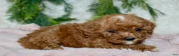 Cavapoo dogs for sale: Cavapoo 8 - Ad 3