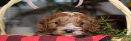 Cavapoo dogs for sale: Jingle - F1B Cavapoo Male - Ad 3