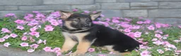 German Shepherd dogs for sale: Baily - Ad 1
