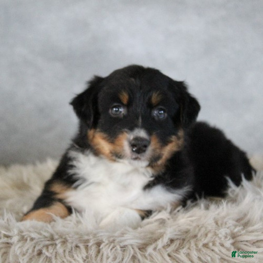 Australian Shepherd dogs for sale: Cali - Ad 3
