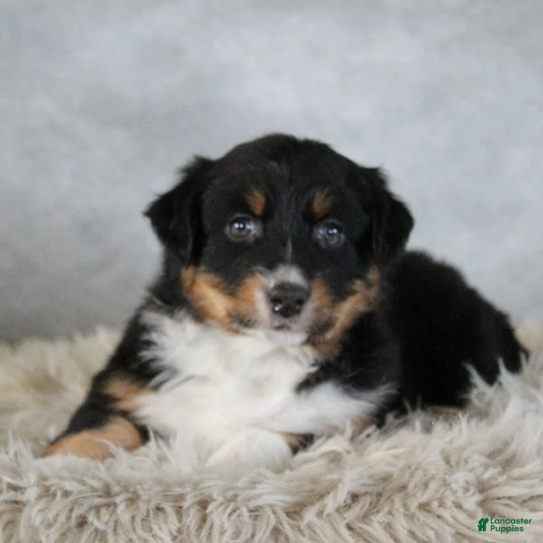 Australian Shepherd dogs for sale: Cali - Ad 3
