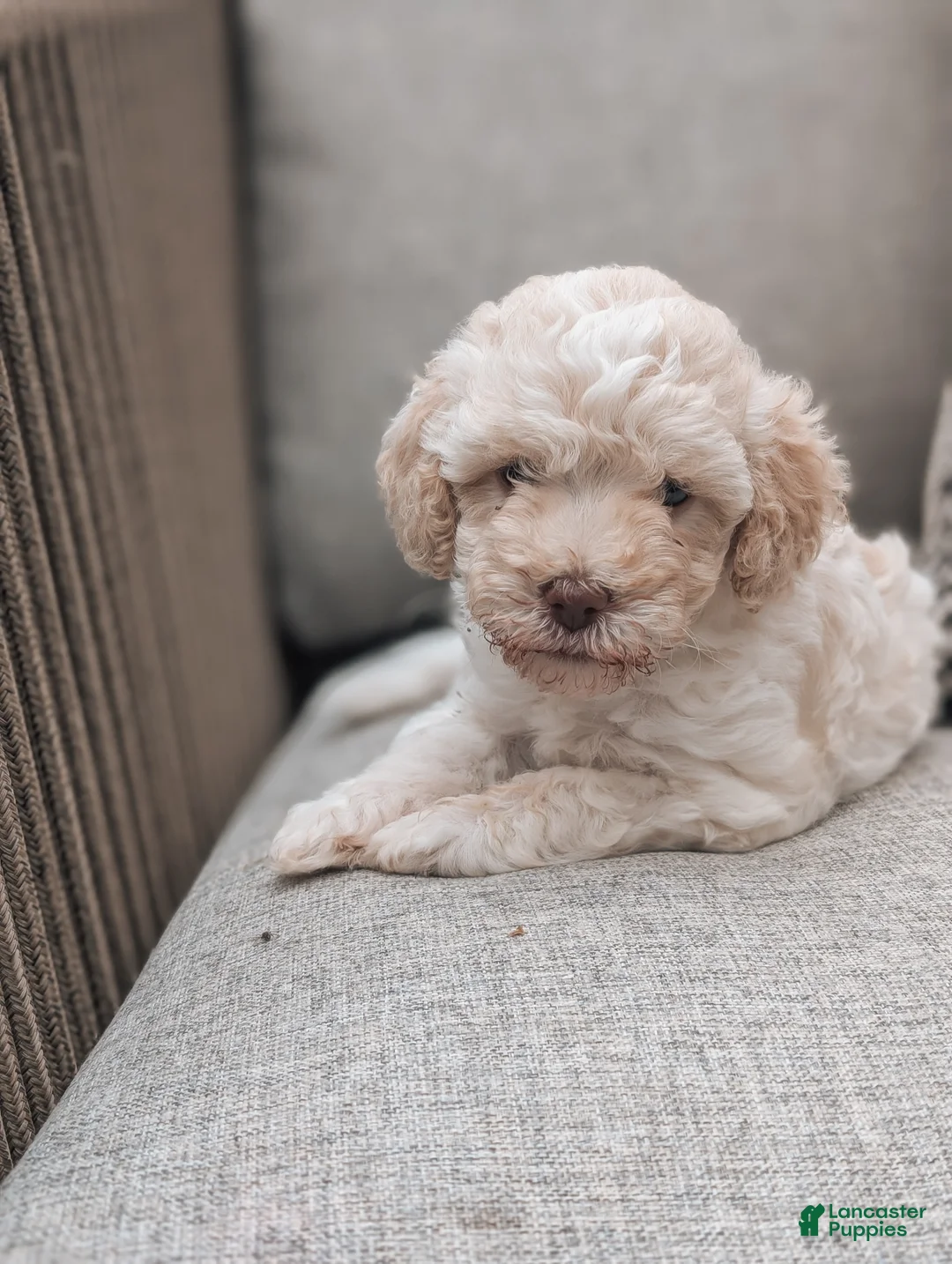 Havanese dogs for sale: Trixie - Ad 1