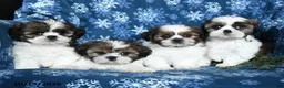 Shih Tzu dogs for sale: Kaleb - Ad 5
