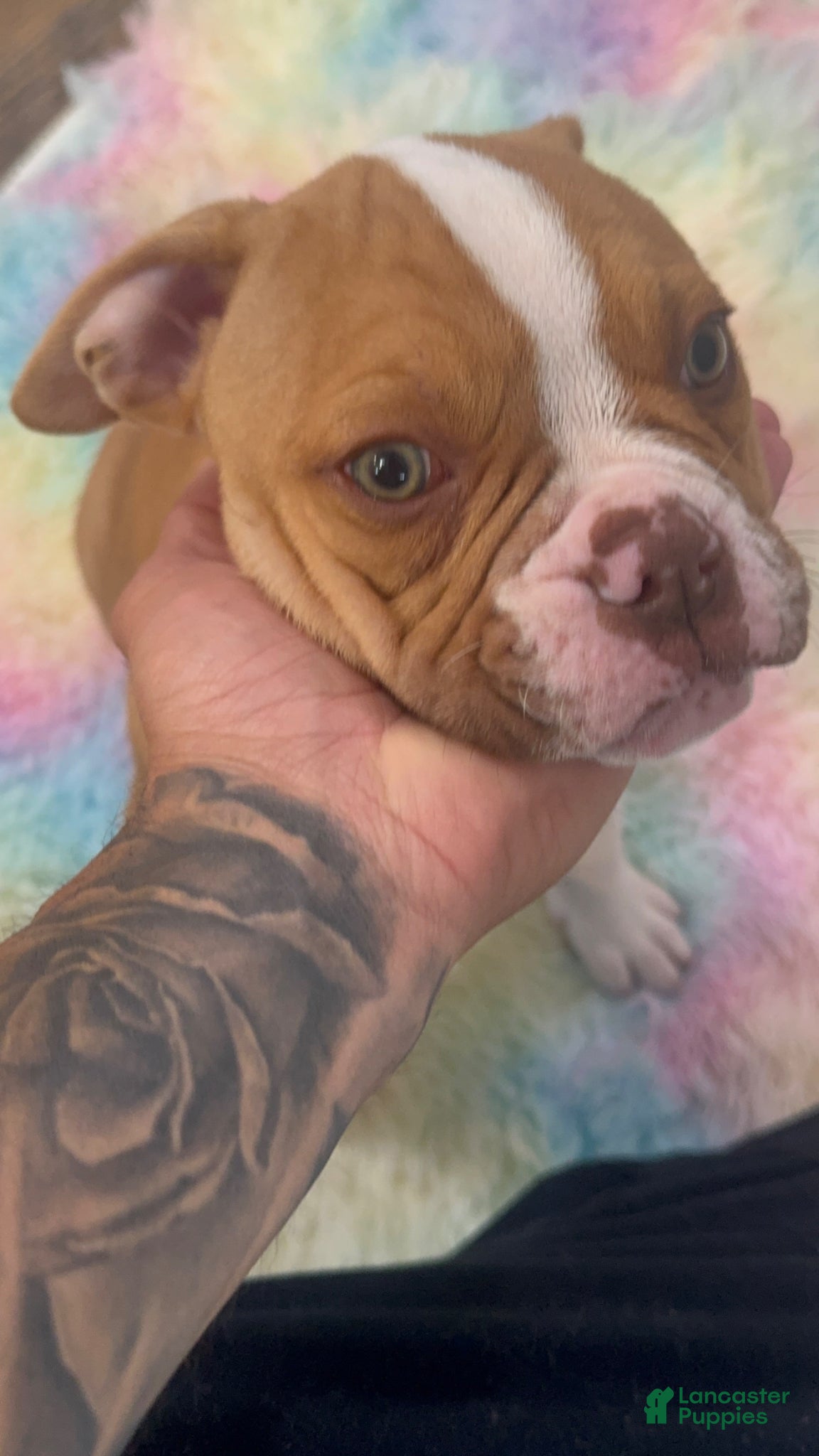 American Bulldog dogs American Bulldog Puppy 8 - Ad 2