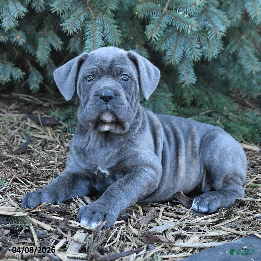 Cane Corso dogs Horizon - Ad 2