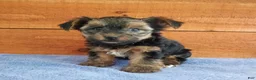 Yorkshire Terrier dogs for sale: Rambo - Ad 1