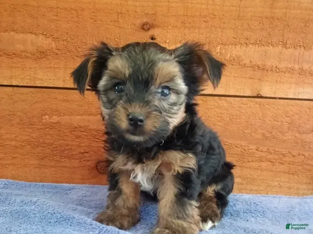Yorkshire Terrier dogs for sale: Rambo - Ad 1