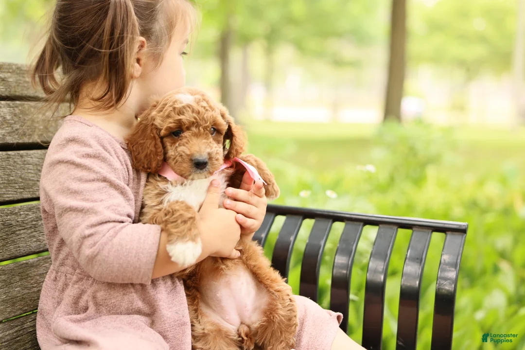 Mini Goldendoodle dogs for sale: Summer - Ad 2