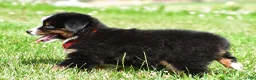 Miniature Australian Shepherd dogs for sale: Archer - Ad 5