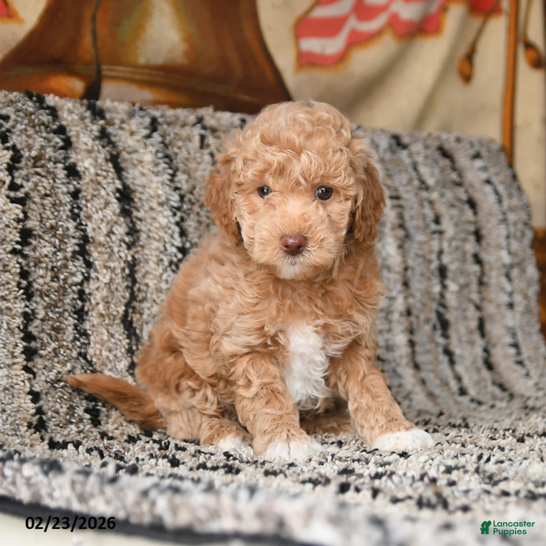 Bichpoo dogs for sale: Felix - Ad 1