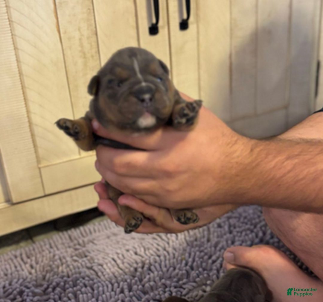 English Bulldog dogs for sale: Ralfy - Ad 2