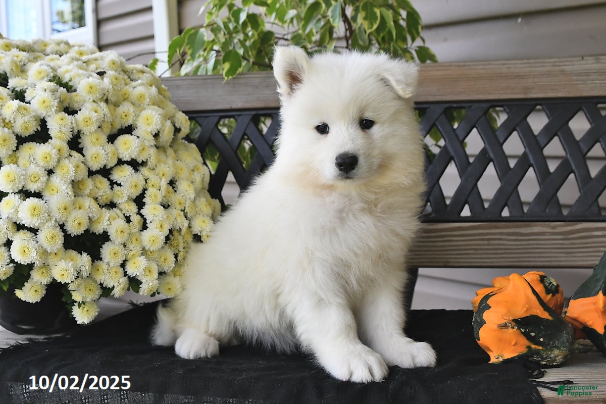 Samoyed Puppies for sale in Ohio Lancaster Puppies