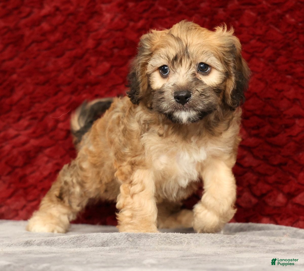 Cavapoo dogs Kenton - Ad 1
