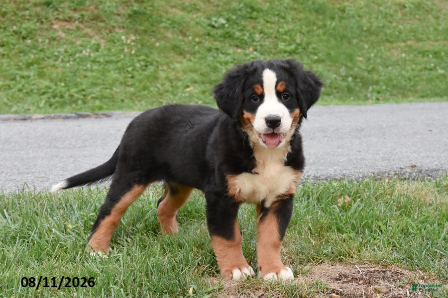 Bernese Mountain Dog dogs Erica - Ad 1