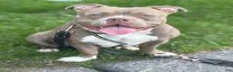 American Bully dogs for sale: American Bully 1 - Ad 17