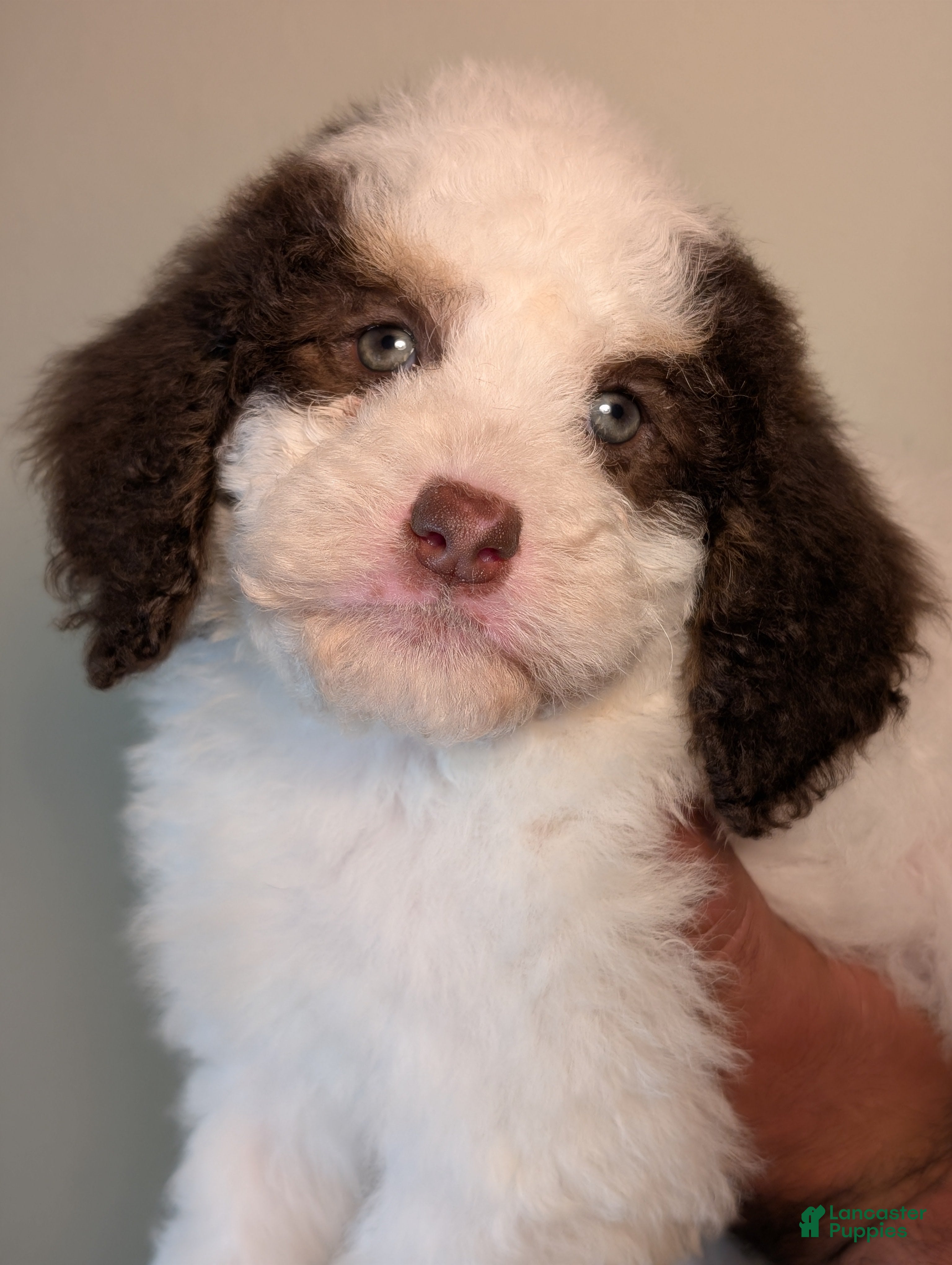 Mixed Breed dogs SUSHI - Ad 4