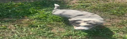 Australian Shepherd dogs for sale: Blue merle - Ad 3