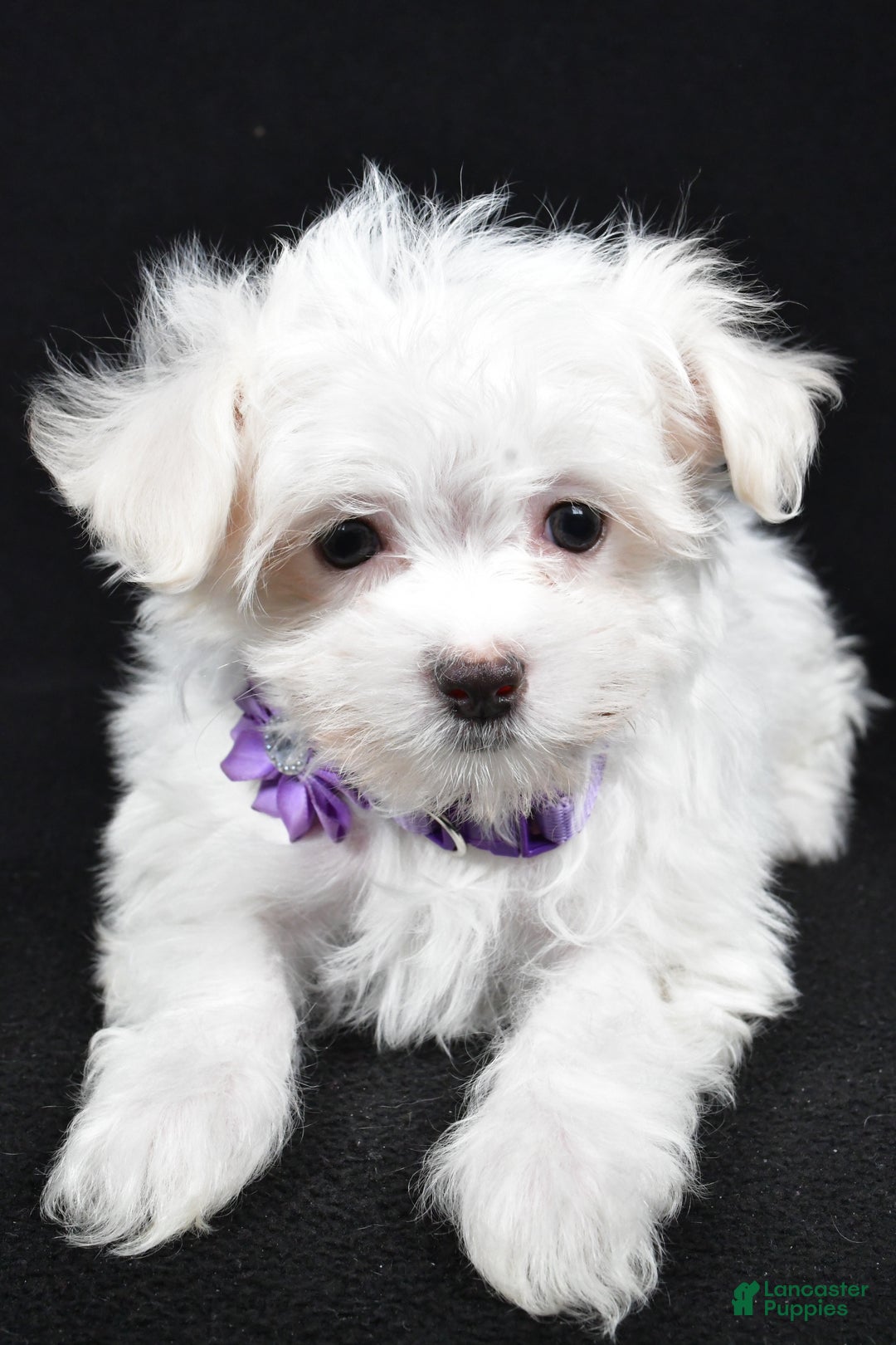 Maltese dogs for sale: Layla - Ad 4
