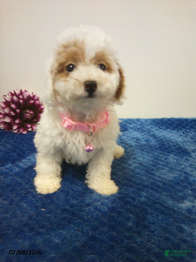 Toy Poodle dogs Wanda - Ad 1