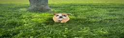 English Bulldog dogs for sale: Rex - Ad 1