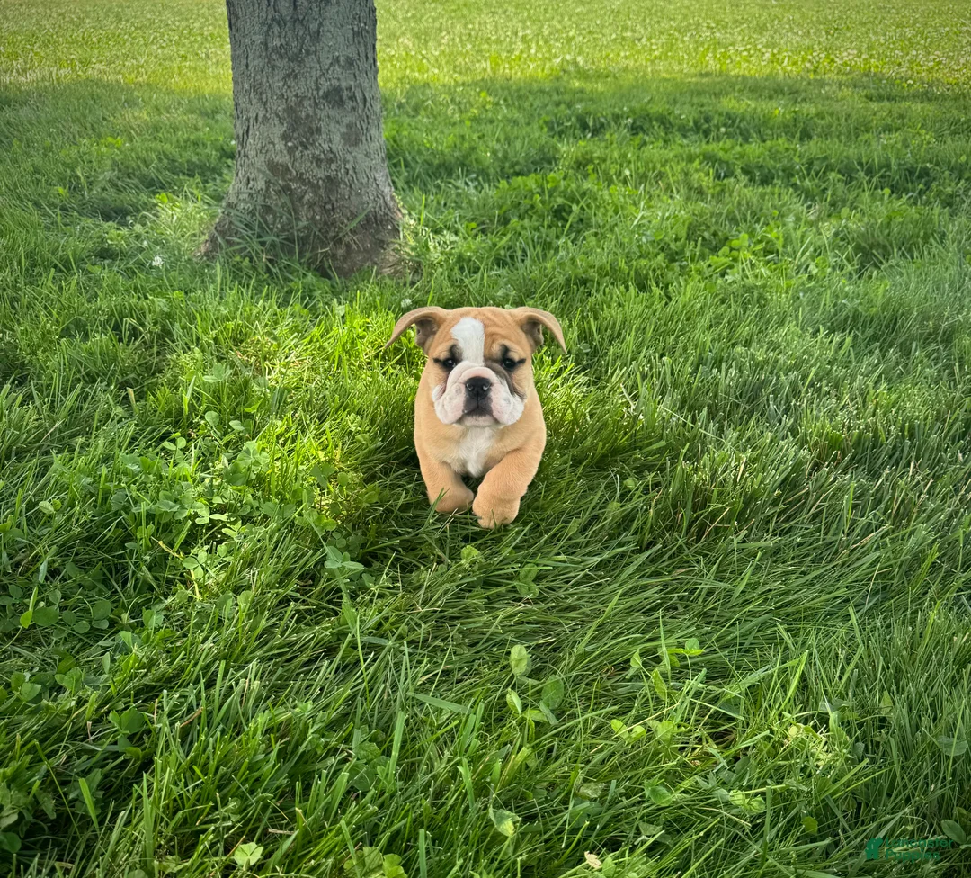 English Bulldog dogs for sale: Rex - Ad 1