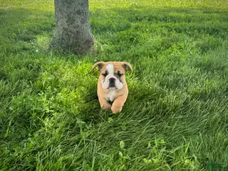 English Bulldog dogs for sale: Rex - Ad 3