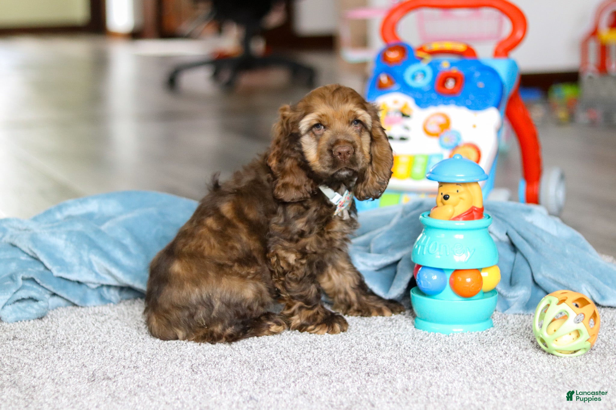 Cocker Spaniel dogs Jettson - Ad 11