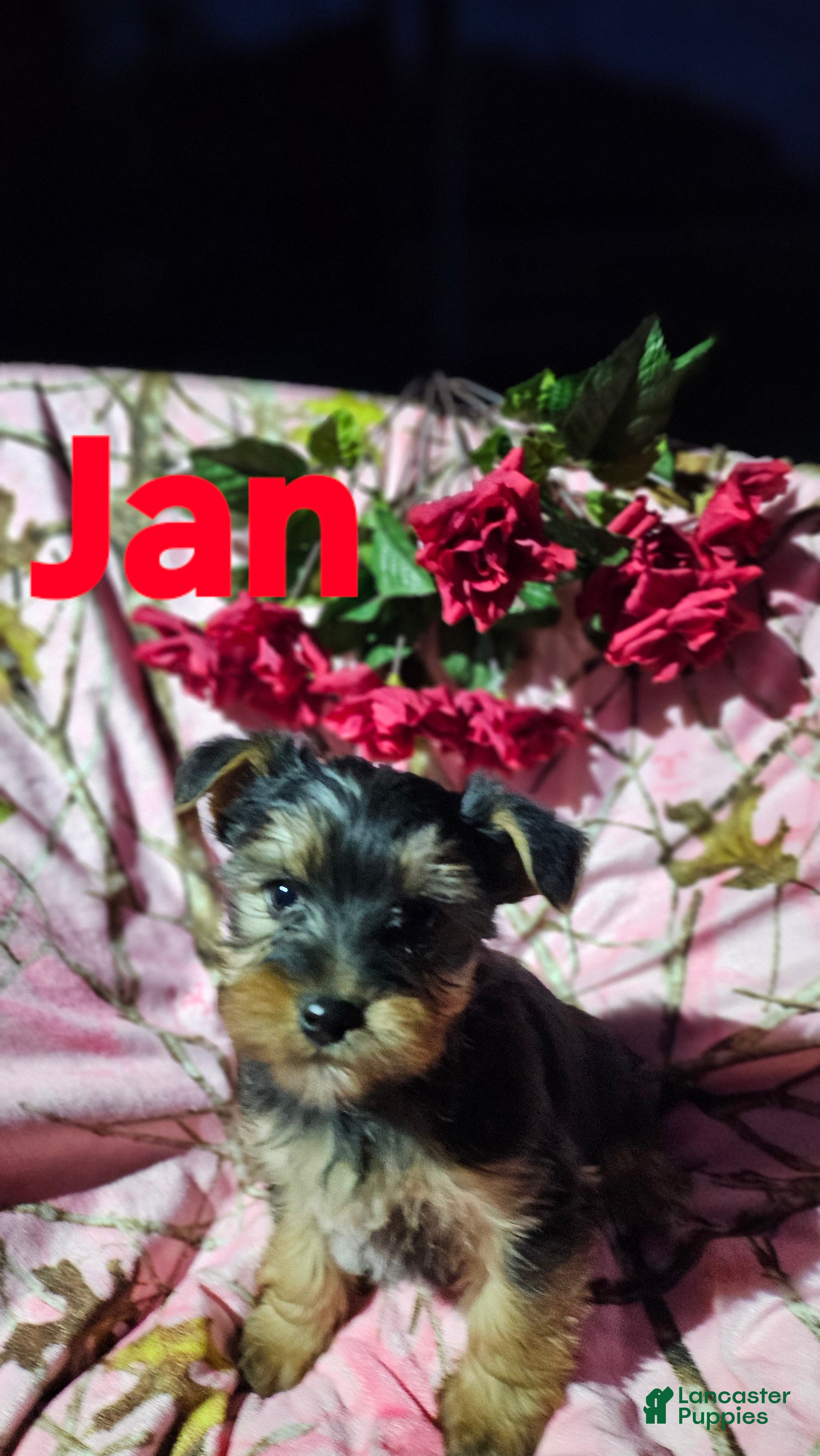 Morkie dogs Jan - Ad 19