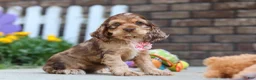 Cocker Spaniel dogs for sale: Lily - Ad 4